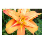 asian, lily, pretty, flower, exotic, flora