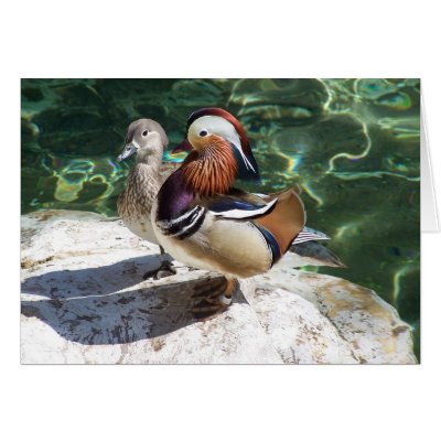 Asian Mandarin Ducks Male & Female Cards by thekingchivas