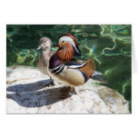 Asian Mandarin Ducks Male & Female cards