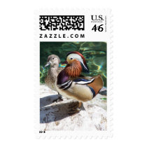 Asian Mandarin Ducks Male & Female Postage Stamp