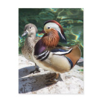Asian Mandarin Ducks Male & Female Post Cards
