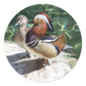 Asian Mandarin Ducks Male & Female stickers