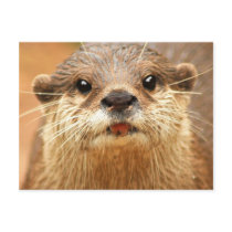 Asian Small Clawed Otter postcards