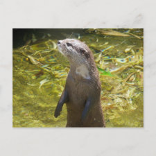 Asian Small-clawed Otter postcard