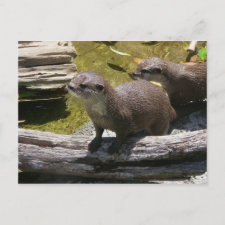 Asian Small-clawed Otters postcard