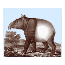Asian Tapir - Changeable Background & Border Color posters