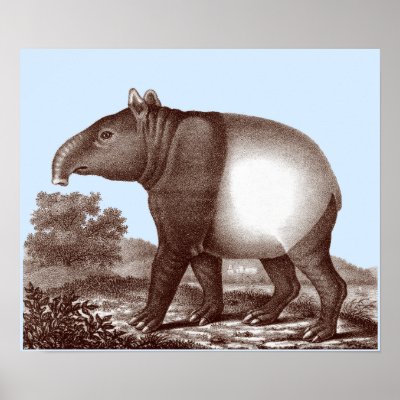 Asian Tapir - Changeable Background & Border Color Posters by AntiqueImages