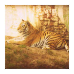 Asian Tiger Stretched Canvas Prints