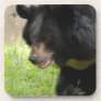 Asiatic Black Bear Cork Coasters