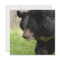 Asiatic Black Bear Invitations