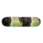 bear, black bear, asiatic black bear, bears, black bears, andean bear, mammal, zoo, animal, wildlife, wild animal, wild lifeblack bears, kodiak bear, alaska, photography, black bear photo, black bear picture, bear photo, bear picture, animals, nature