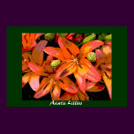 Asiatic Lillies