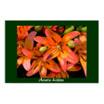 Asiatic Lillies