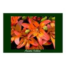 Asiatic Lillies posters by skippie Asiatic Lillies posters