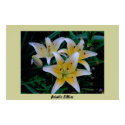 Asiatic Lillies posters by skippie Asiatic Lillies posters