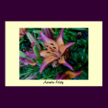 Asiatic Lilly