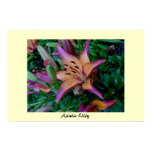 Asiatic Lilly