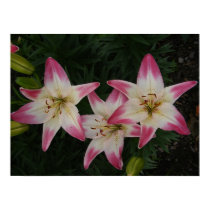 Asiatic Lily 'Lollipop' ~ print