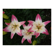 Asiatic Lily 'Lollipop' ~ print