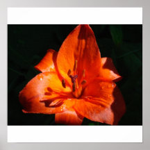 Asiatic Lily Print