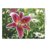 Asiatic Lily, "Starburst" Greeting Cards
