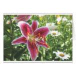 Asiatic Lily, "Starburst" Greeting Cards