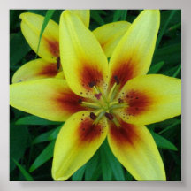 Asiatic Lily  Wallart Poster