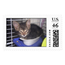 Asleep in the dish postage by silliebunny Asleep in the dish postage