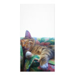 Asleep in the Sun Photo Cards
