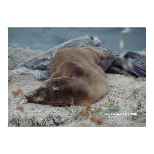Asleep on the Rocks zazzle_print