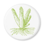 Asparagus Magnet