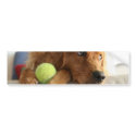 ASPCA-Dog bumper stickers
