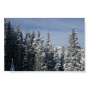 Aspen - Buttermilk Moutain tree tops posters by trish1968 Aspen - Buttermilk Moutain tree tops posters