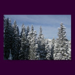 Aspen - Buttermilk Moutain tree tops