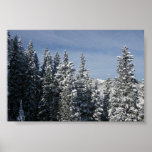 Aspen - Buttermilk Moutain tree tops posters