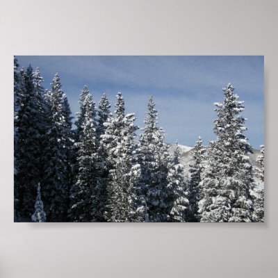 Aspen - Buttermilk Moutain tree tops Print by trish1968