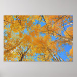 Aspen Ceiling Posters