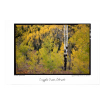 Aspen Foliage, Cripple Creek, Colorado Poster posters