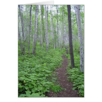 Aspen Forest, BC cards by IGTFtleine Aspen Forest, BC cards