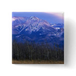 Aspen forest in the Rocky Mountain Foothills, Albe buttons