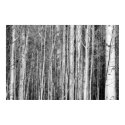 Aspen Forest posters by TranquilityPhoto Aspen Forest posters