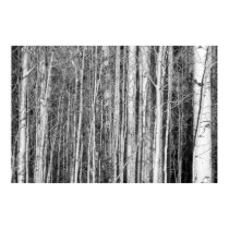 Aspen Forest posters