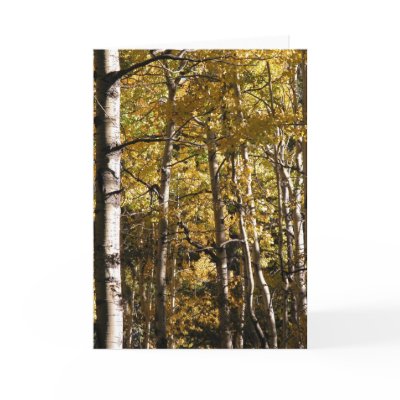 Aspen Gold Card by JaguarPhotos