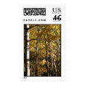 Aspen Gold postage by JaguarPhotos Aspen Gold postage