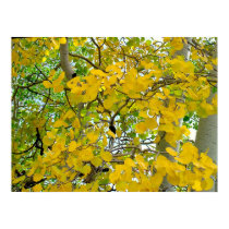 Aspen Gold posters