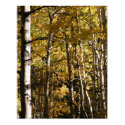 Aspen Gold posters