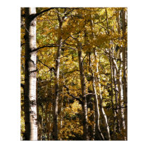 Aspen Gold posters by JaguarPhotos Aspen Gold posters