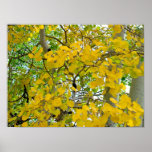 Aspen Gold Print
