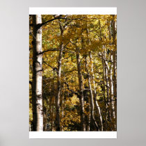 Aspen Gold Posters