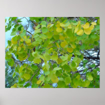 Aspen Green Poster